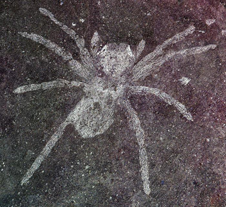 The spider specimen